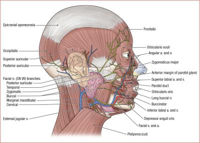 thumbs/Superficial Face.jpeg.jpg